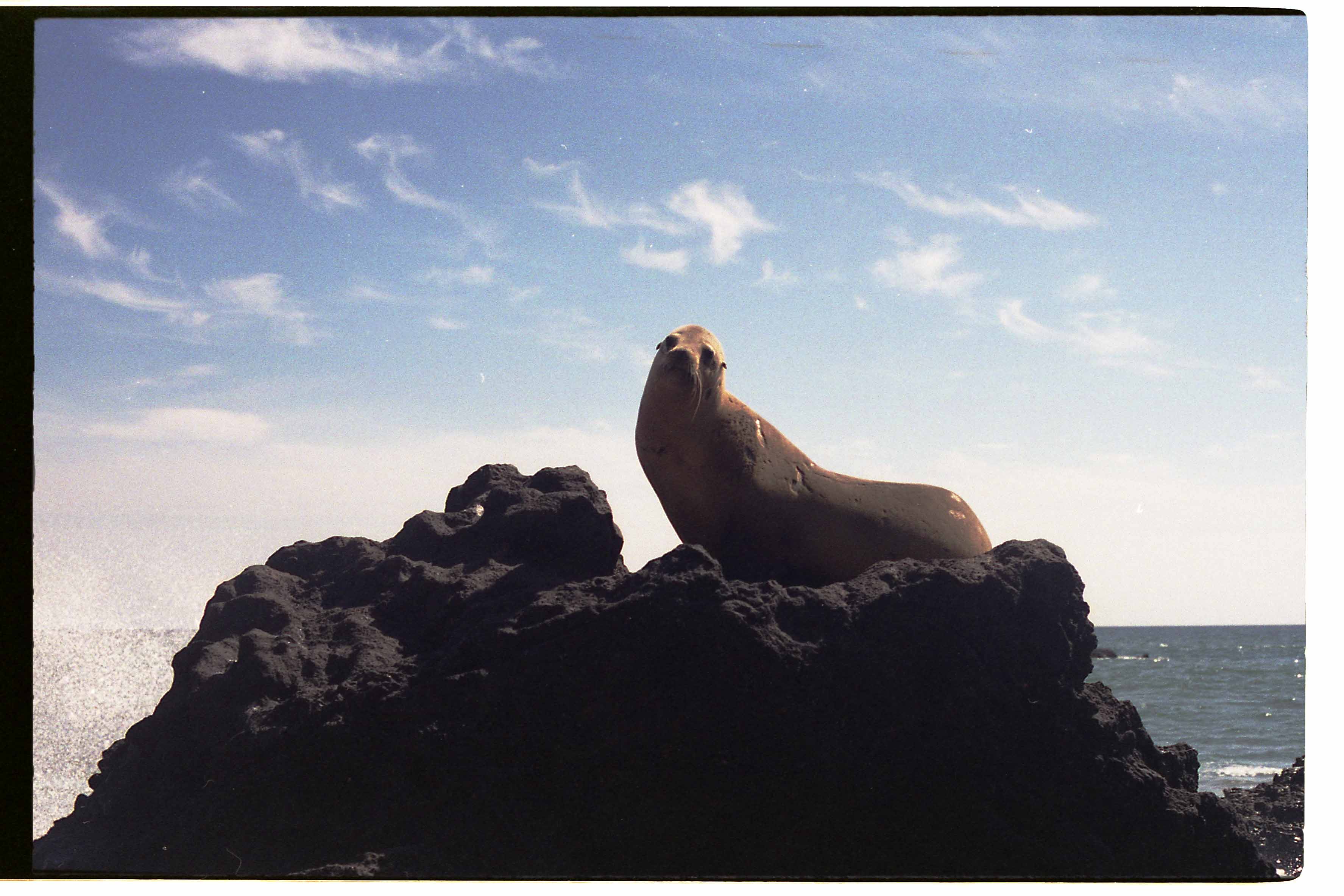 Cali Malibu Seals Pacific Ocean FUJI REALA 100 Adam Tadros